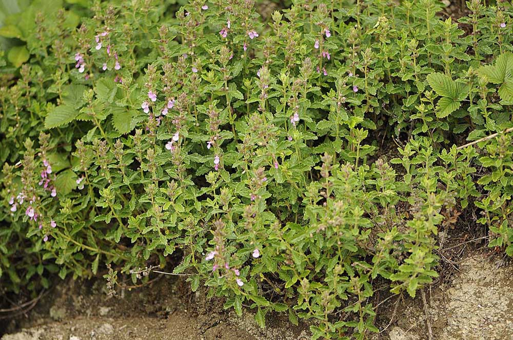 Teucrium chamaedris