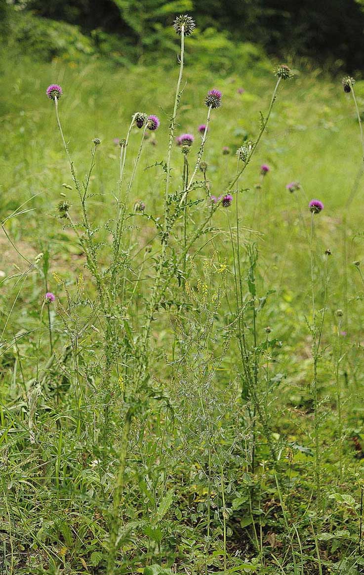 Carduus nutans subsp. leiophyllus (=macrolepis) / Cardo rosso con squame grandi