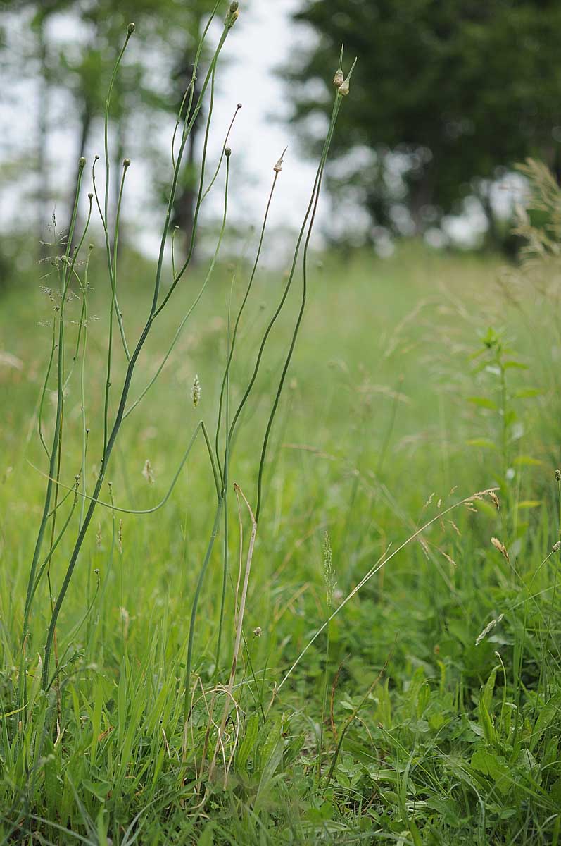 Allium vineale / Aglio delle vigne