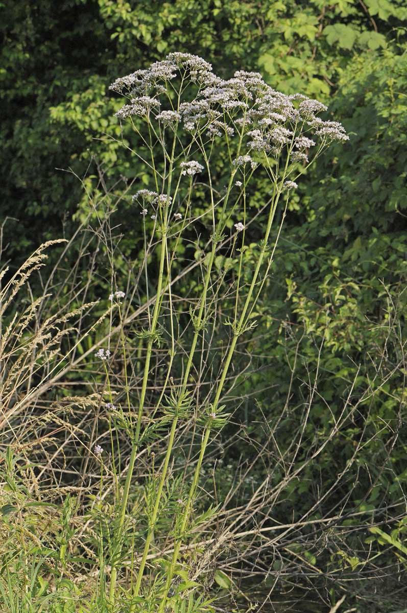 Valeriana officinalis / Valeriana comune