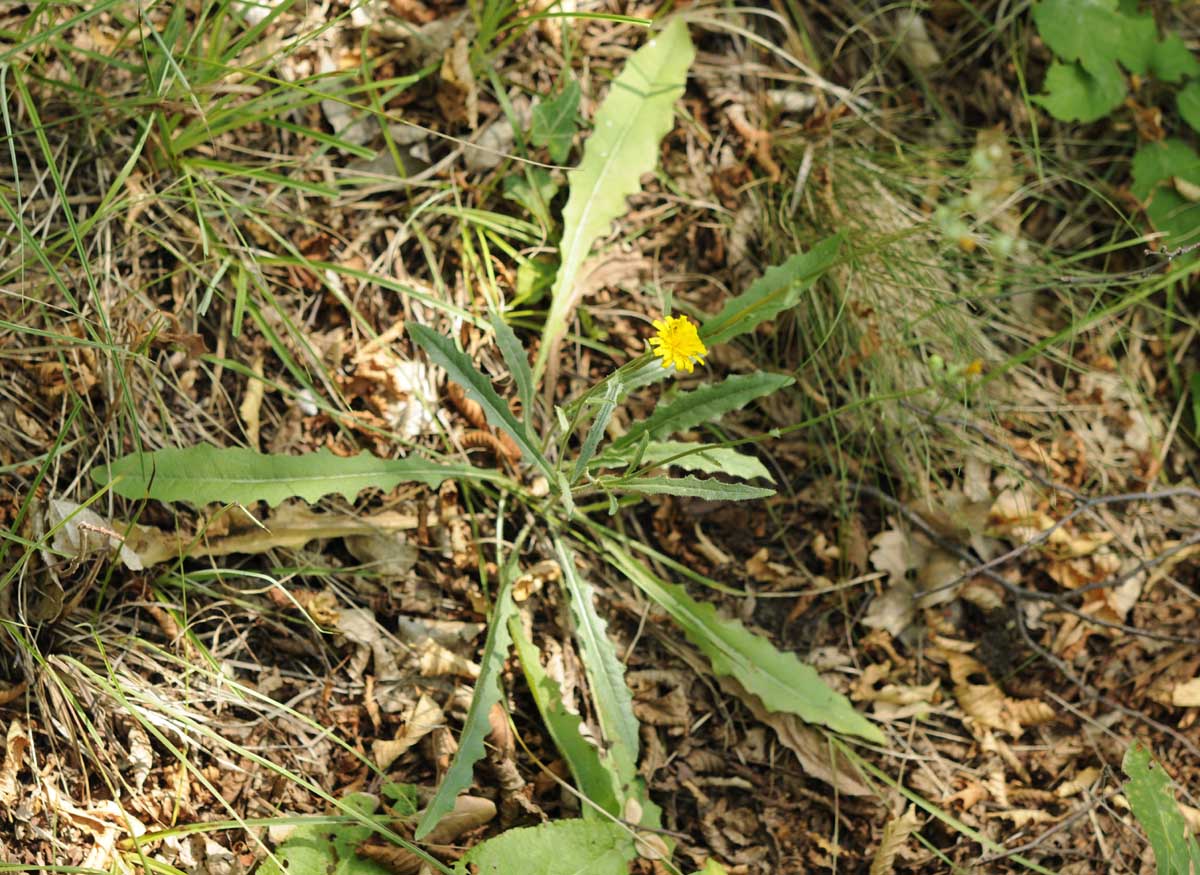 Picris hieracioides