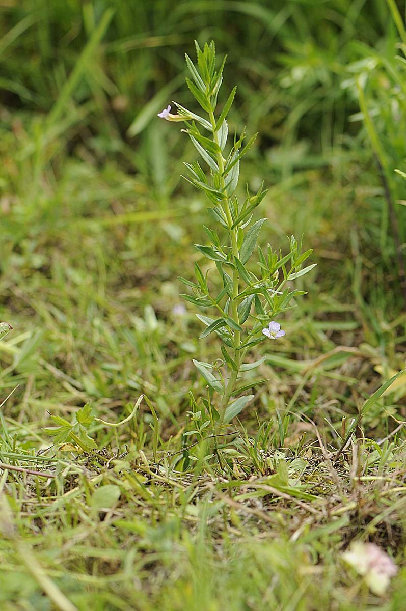 Gratiola officinalis / Gratiola, graziella