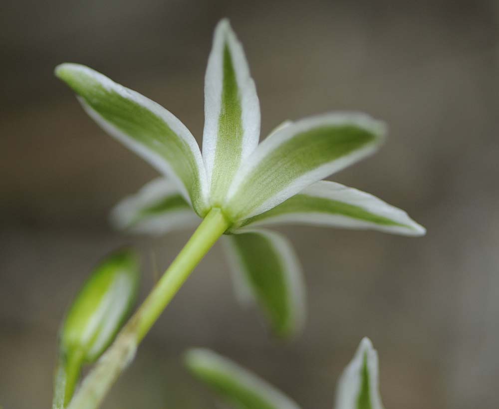 Ornithogalum divergens / Latte di gallina divergente