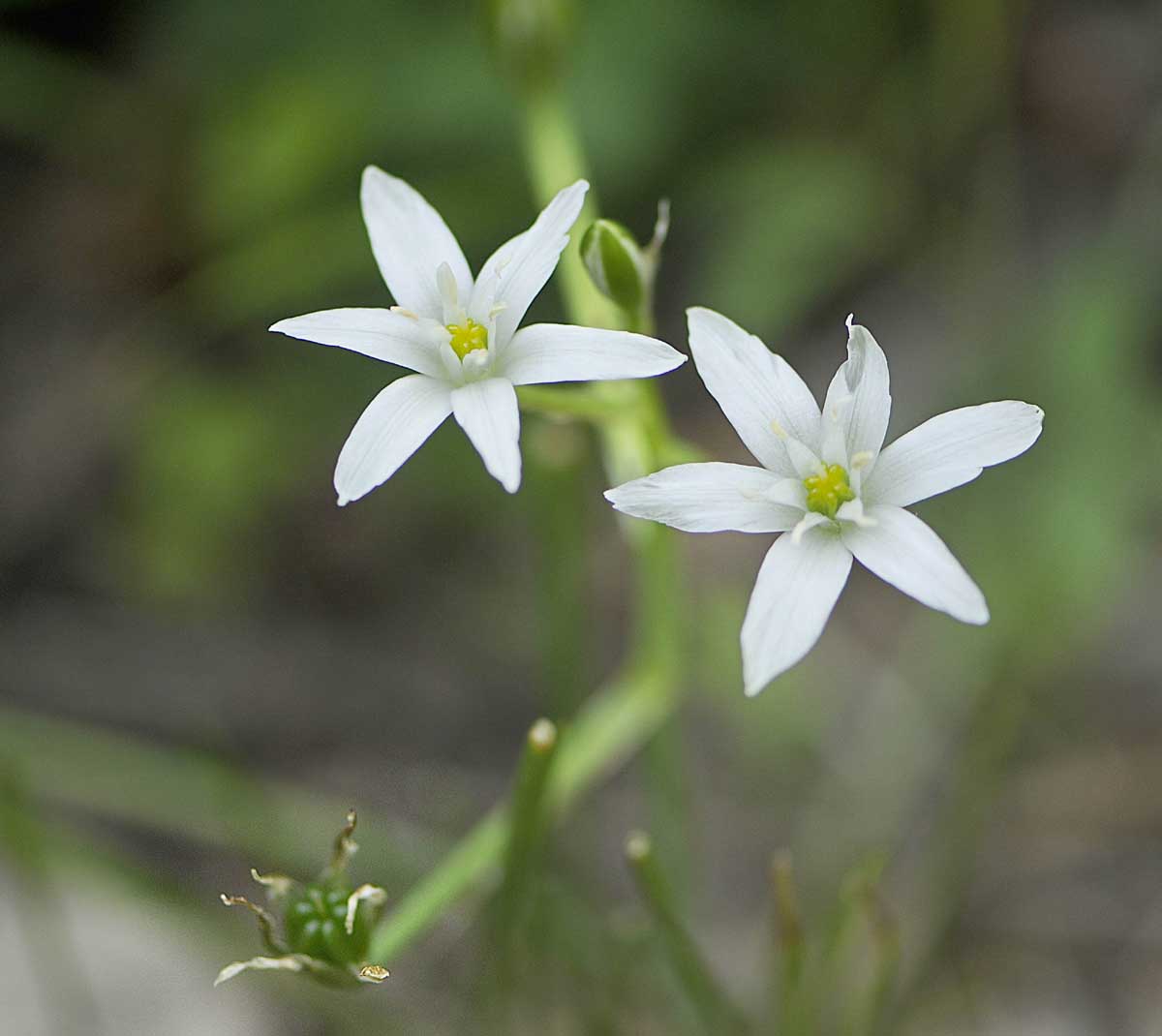 Ornithogalum divergens / Latte di gallina divergente