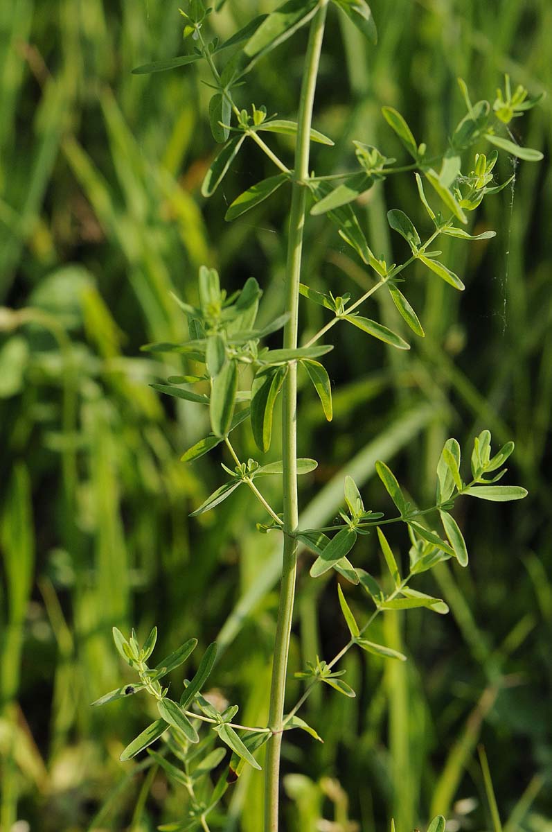 Hypercum perforatum subsp. perforatum  o  angustifolium?