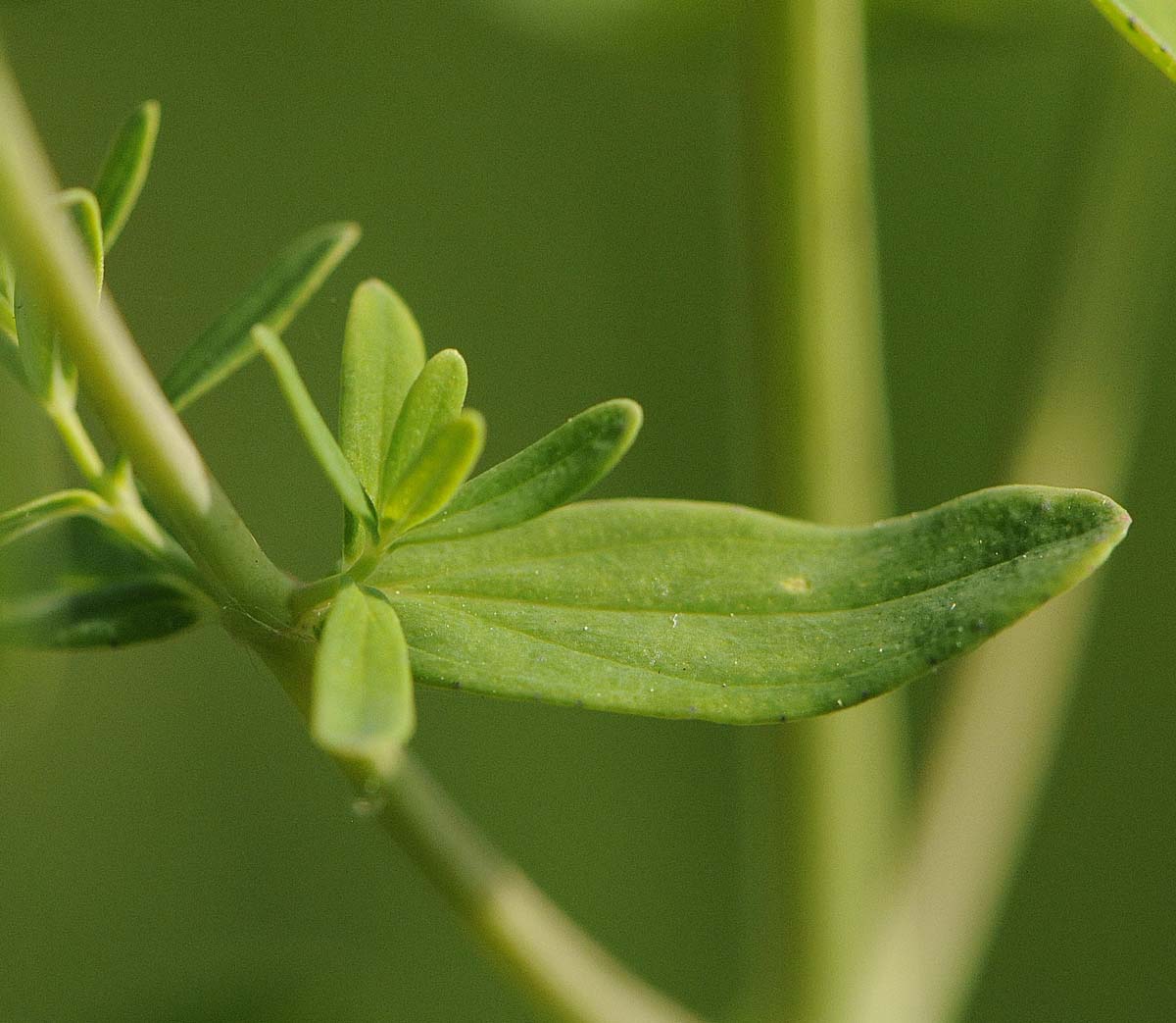 Hypercum perforatum subsp. perforatum  o  angustifolium?