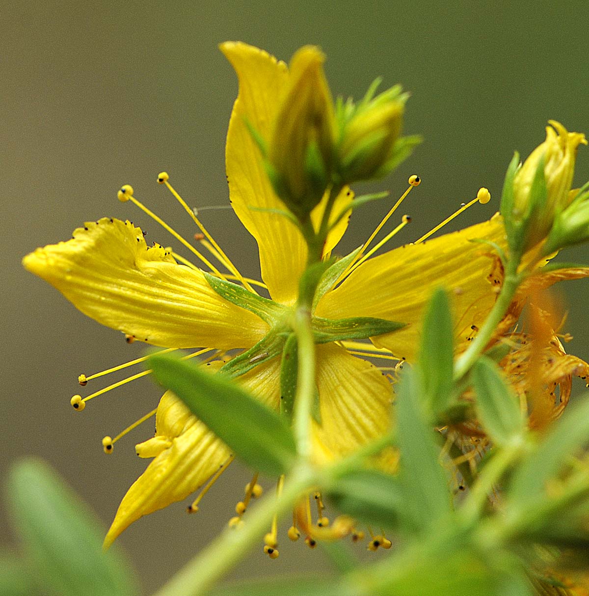 Hypercum perforatum subsp. perforatum  o  angustifolium?