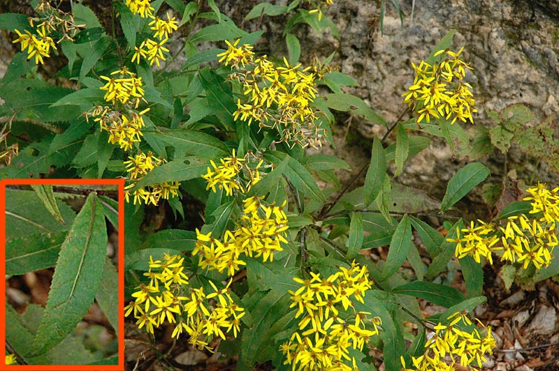 Solidago virgaurea e Senecio sp.