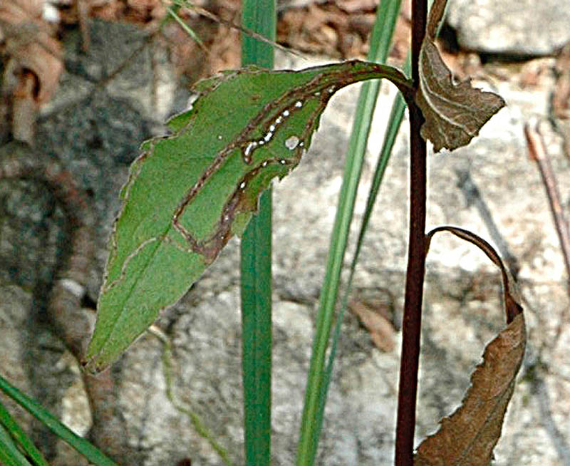 Solidago virgaurea e Senecio sp.