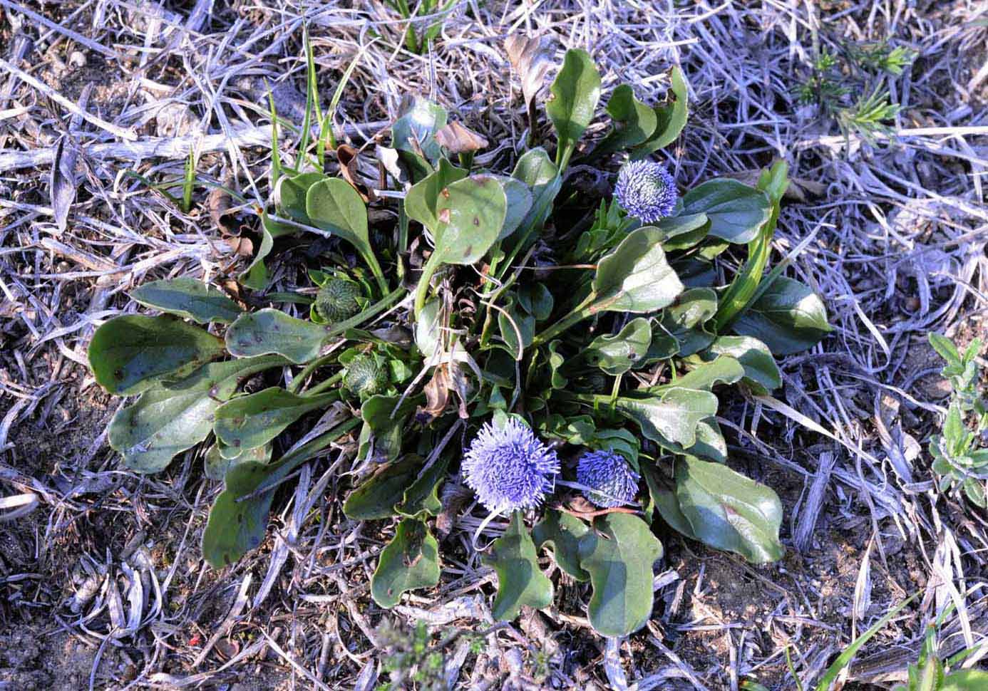 Globularia bisnagarica L.