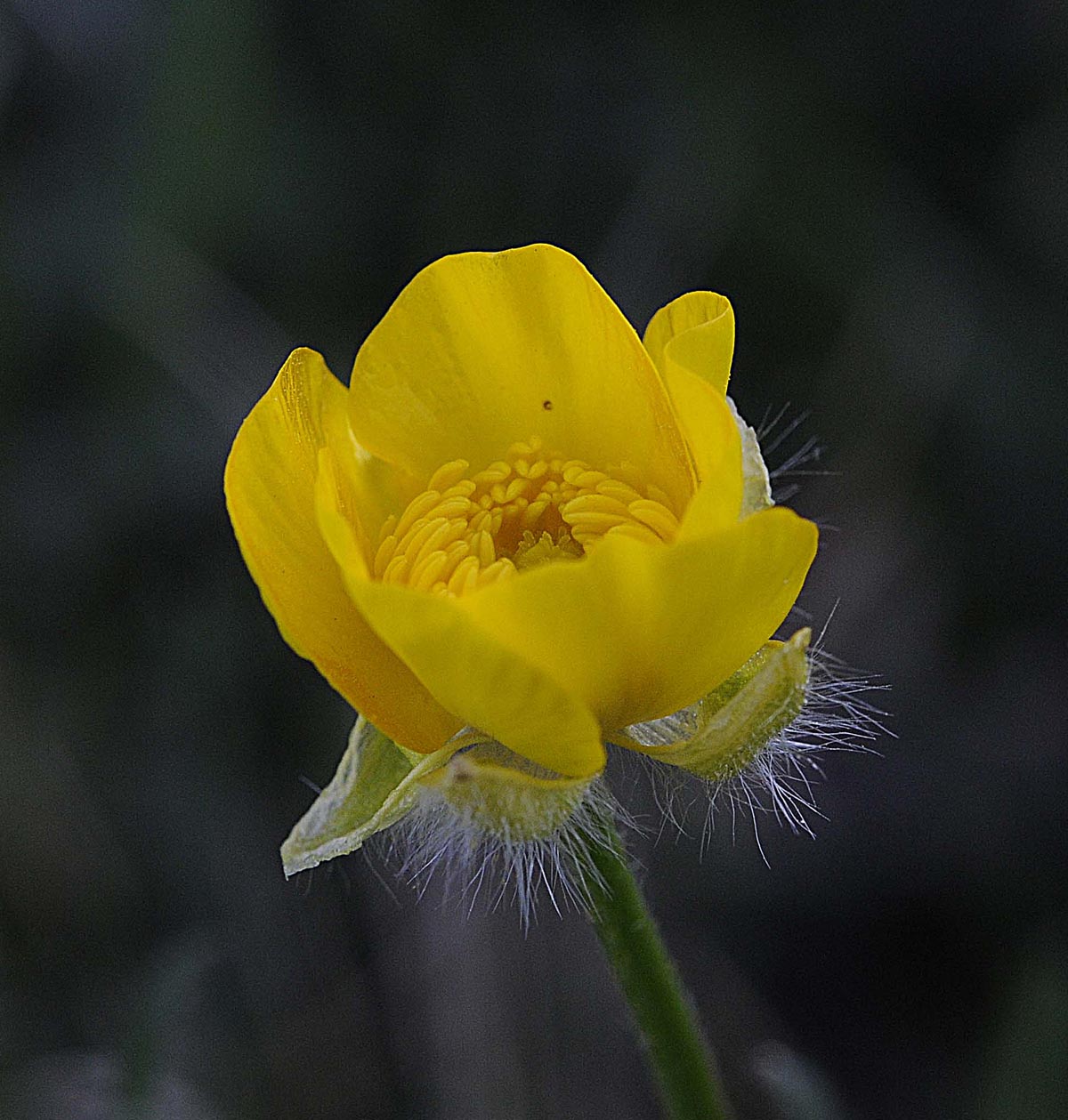 Ranunculus bulbosus / Ranuncolo bulboso