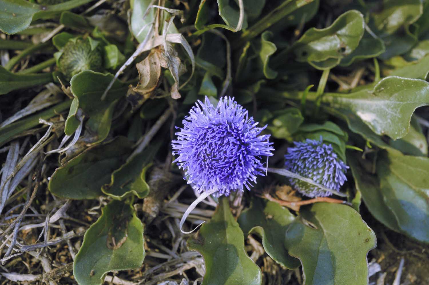 Globularia bisnagarica L.