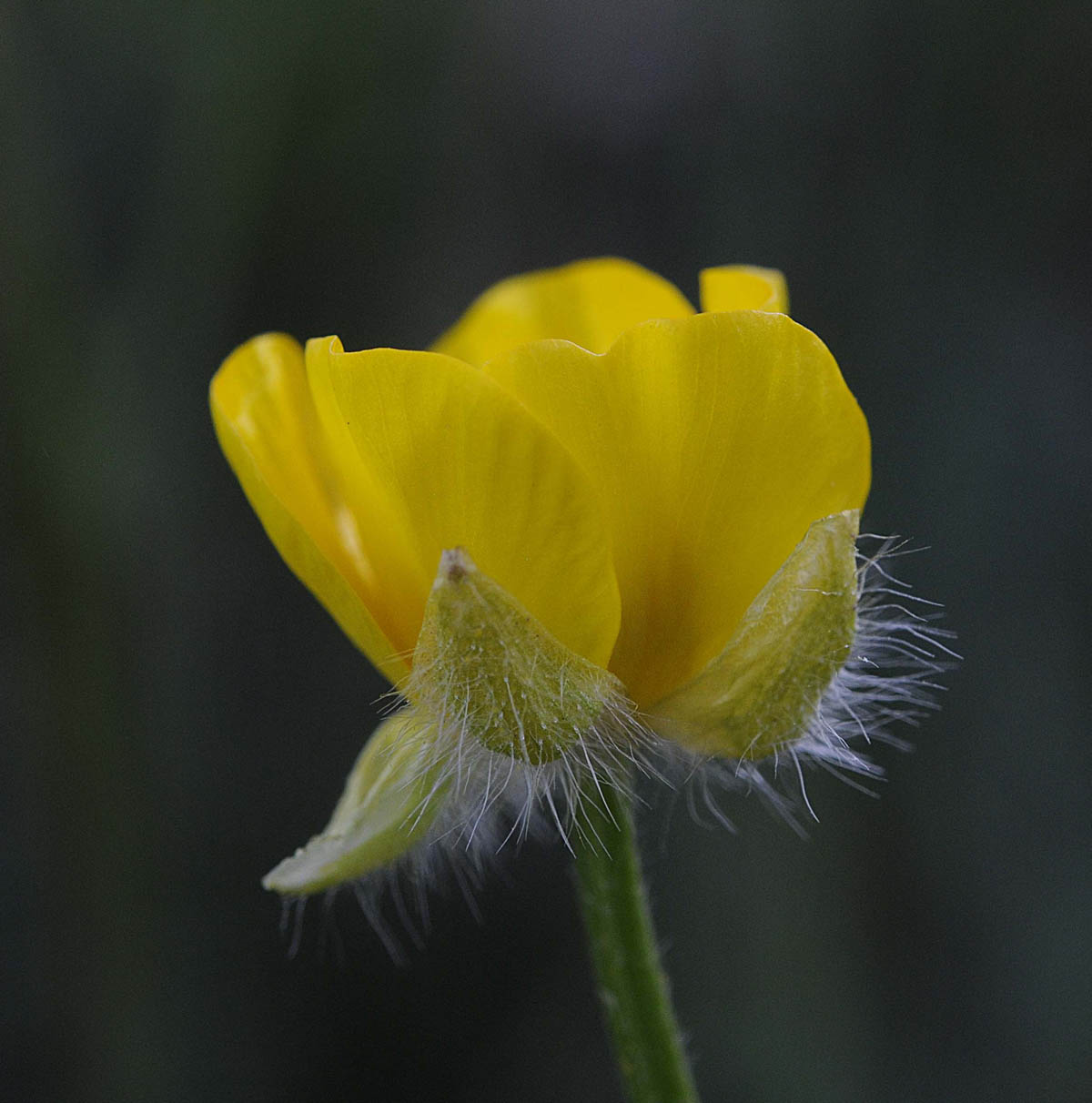 Ranunculus bulbosus / Ranuncolo bulboso