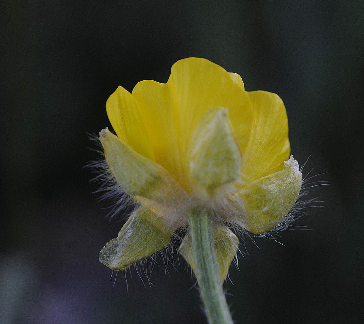 Ranunculus bulbosus / Ranuncolo bulboso