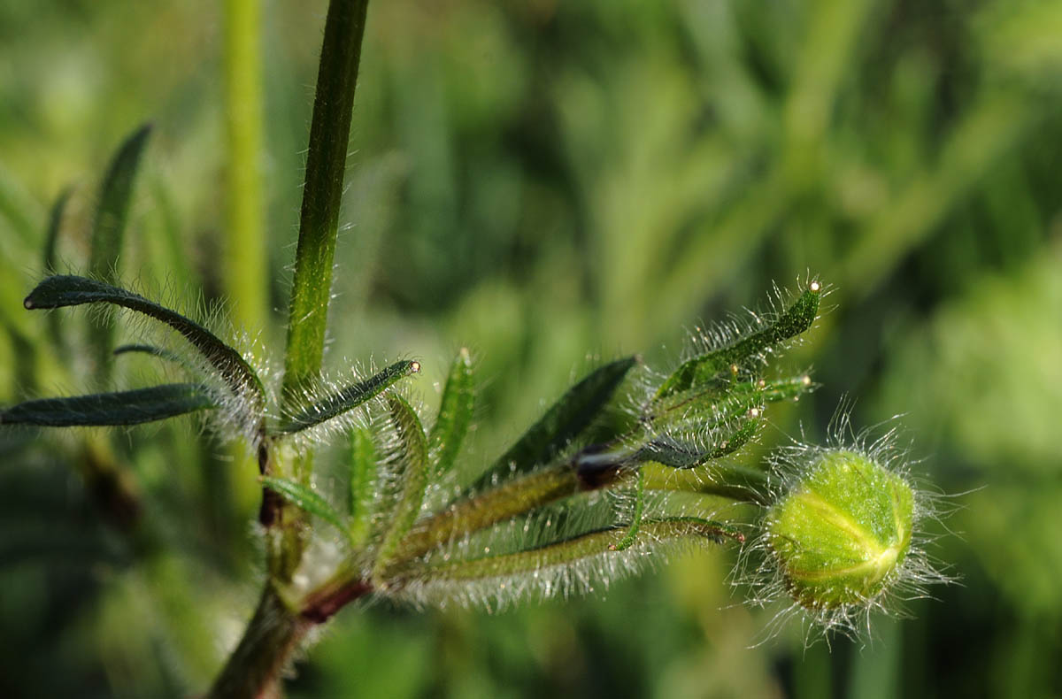 Ranunculus bulbosus / Ranuncolo bulboso