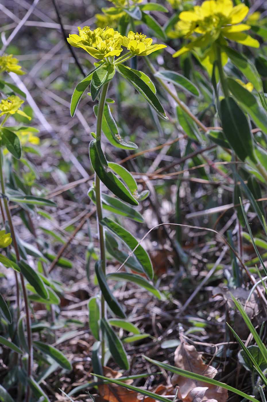 Euphorbia verrucosa / Euforbia verrucosa