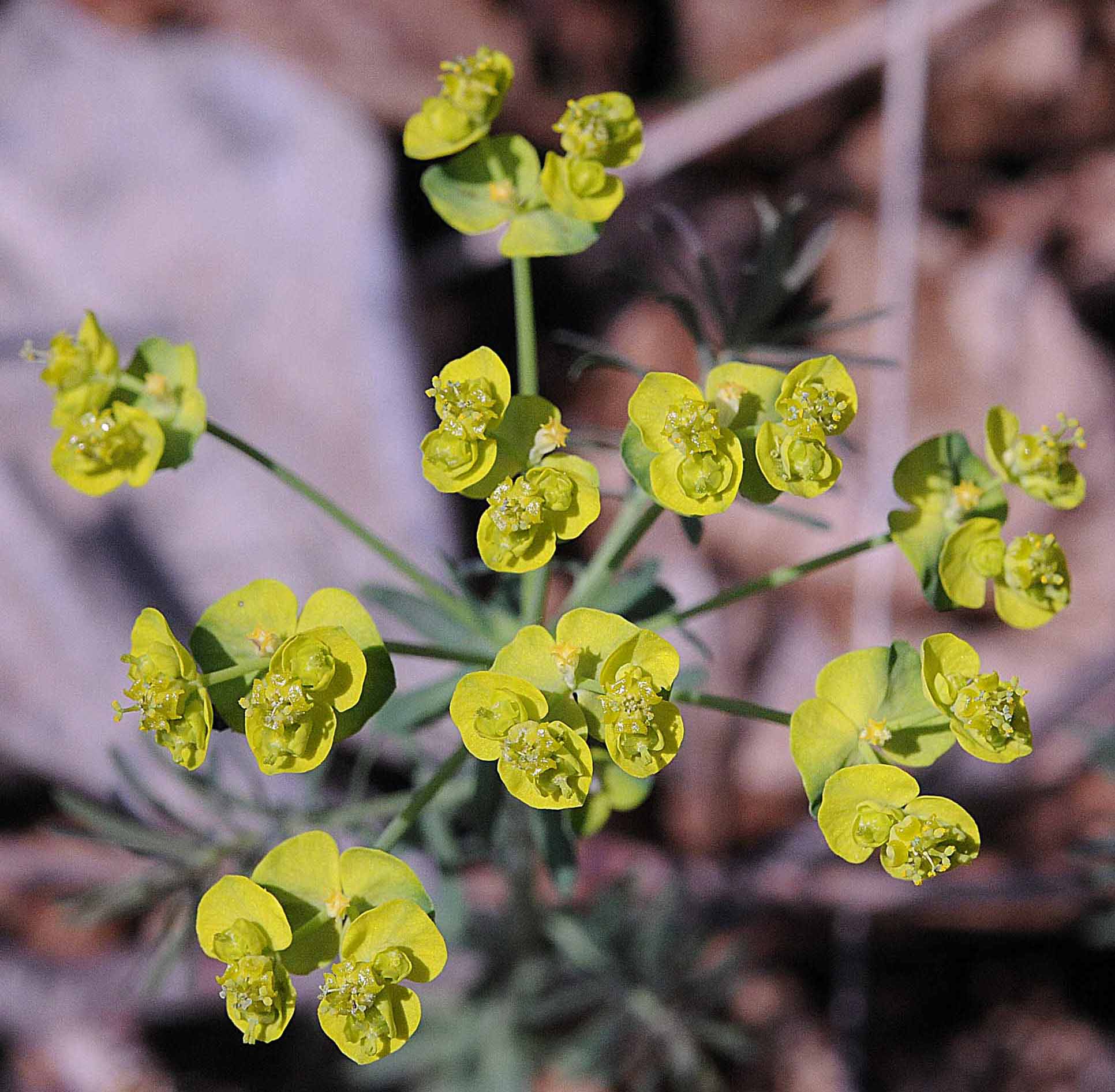 Euphorbia cyparissias L.