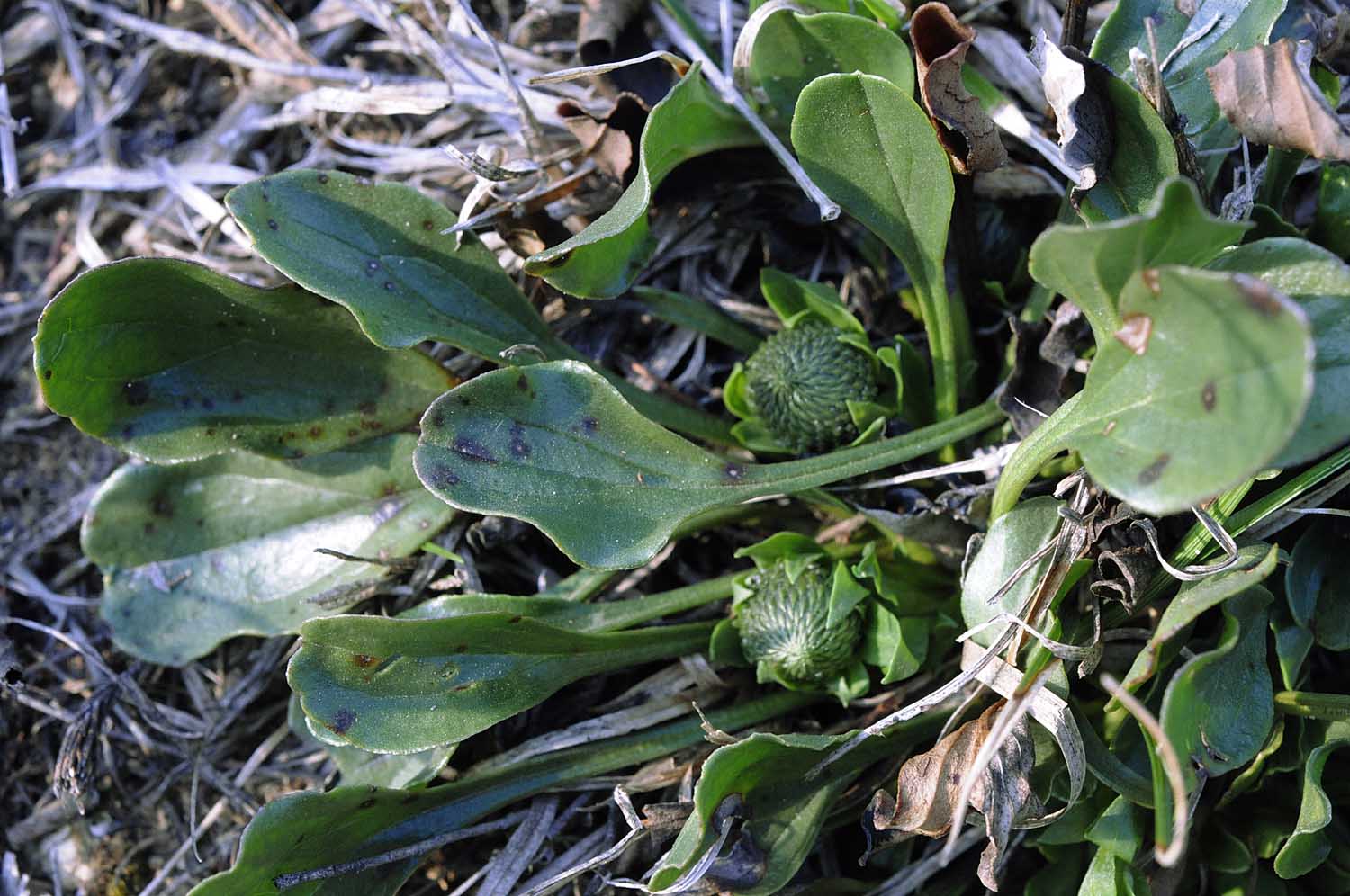 Globularia bisnagarica L.