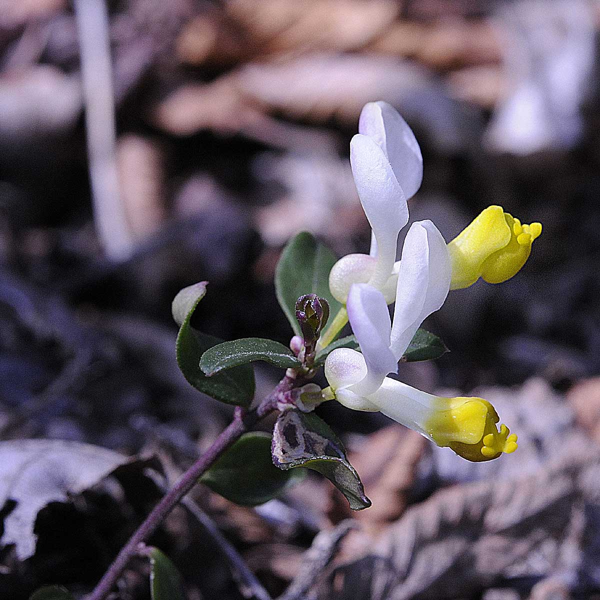 Polygala chamaebuxus