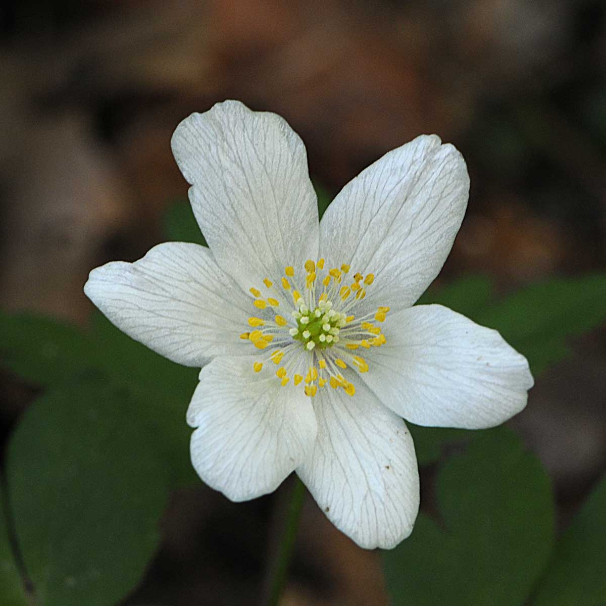 Anemone nemorosa - Anemonoides nemorosa (L.) Holub