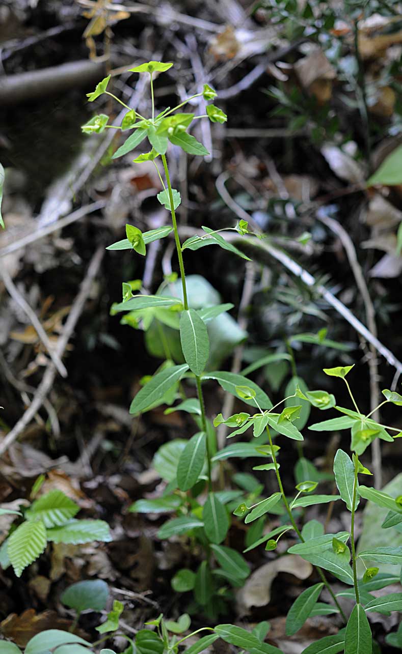 Euphorbia dulcis