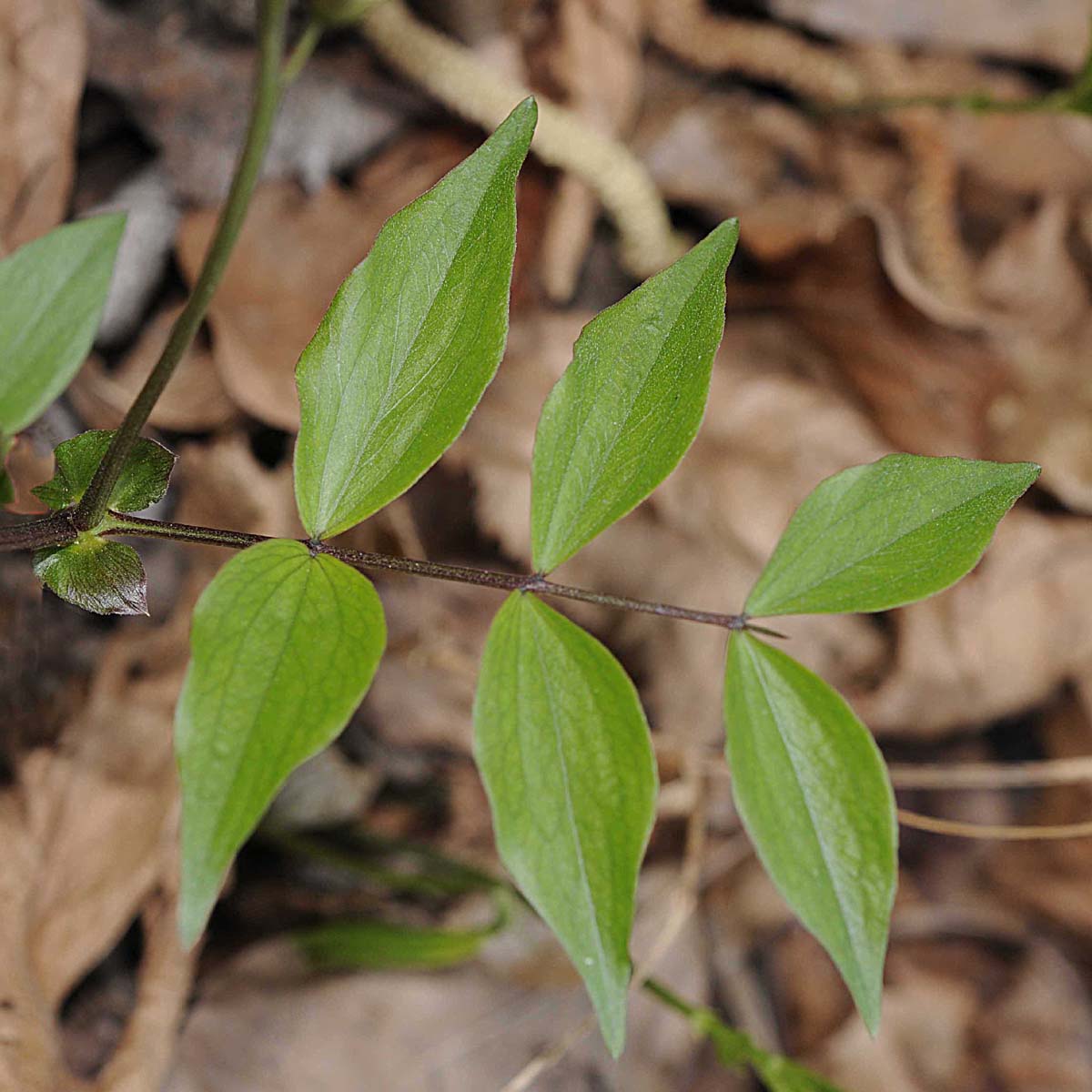 Lathyrus vernus / Cicerchia primaticcia