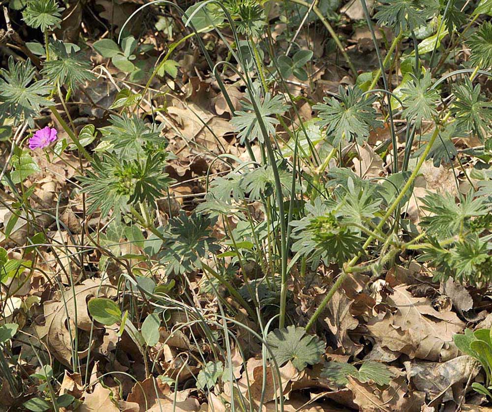 Geranium sanguineum L.