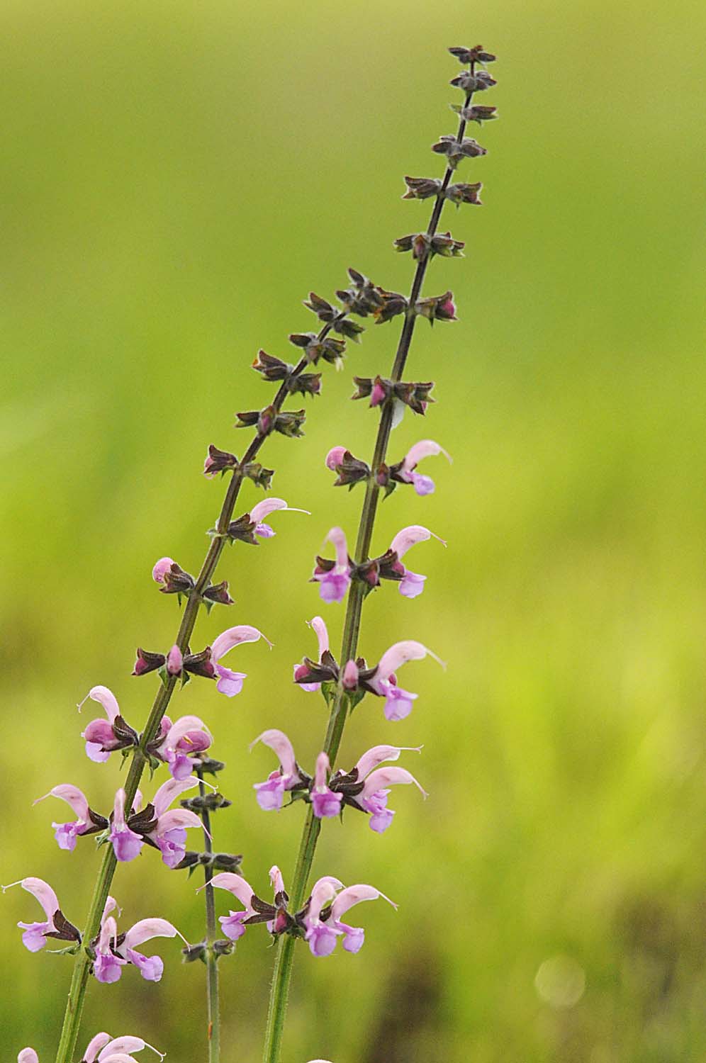 Salvia... rosa - Salvia pratensis L.