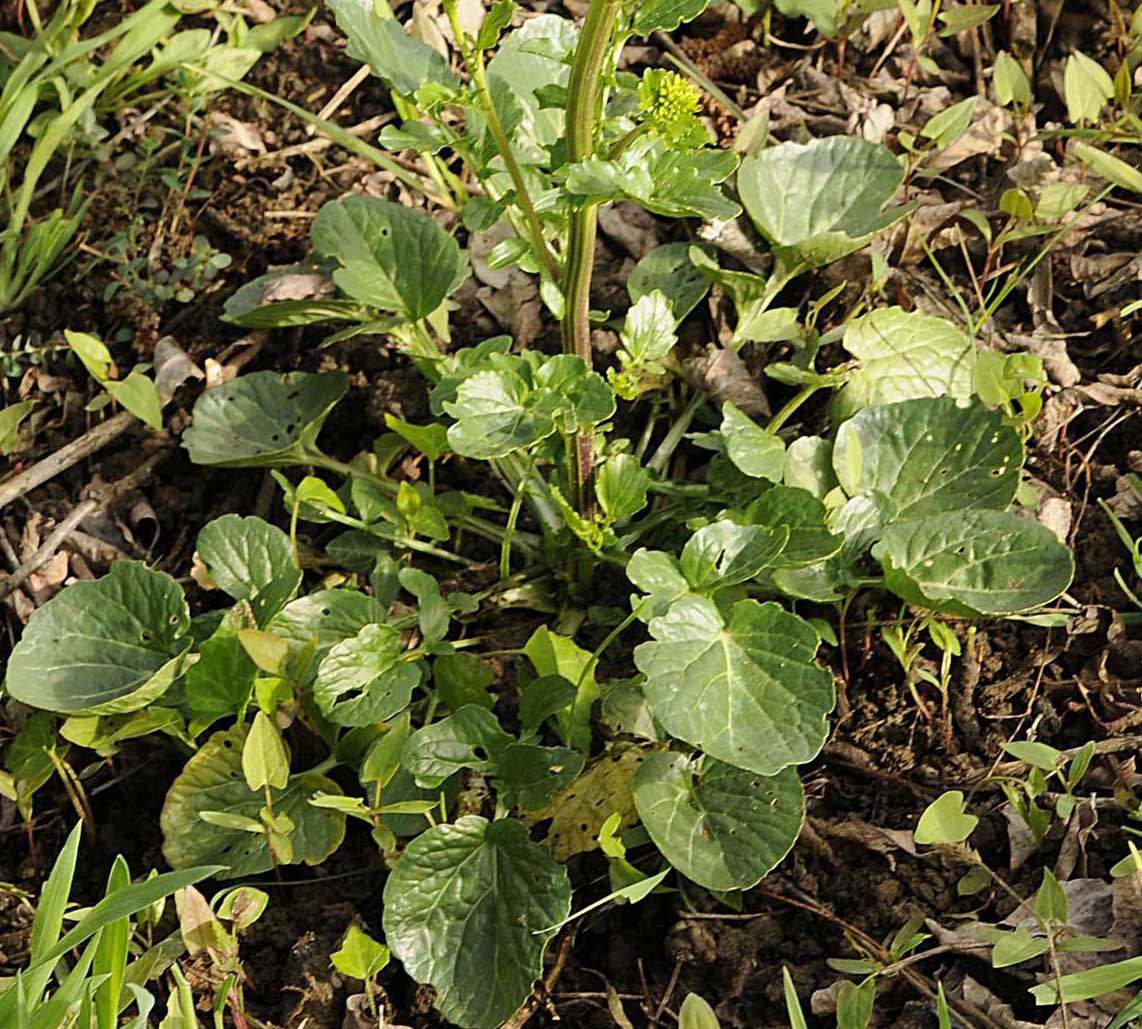 Barbarea vulgaris / Erba di Santa Barbara comune