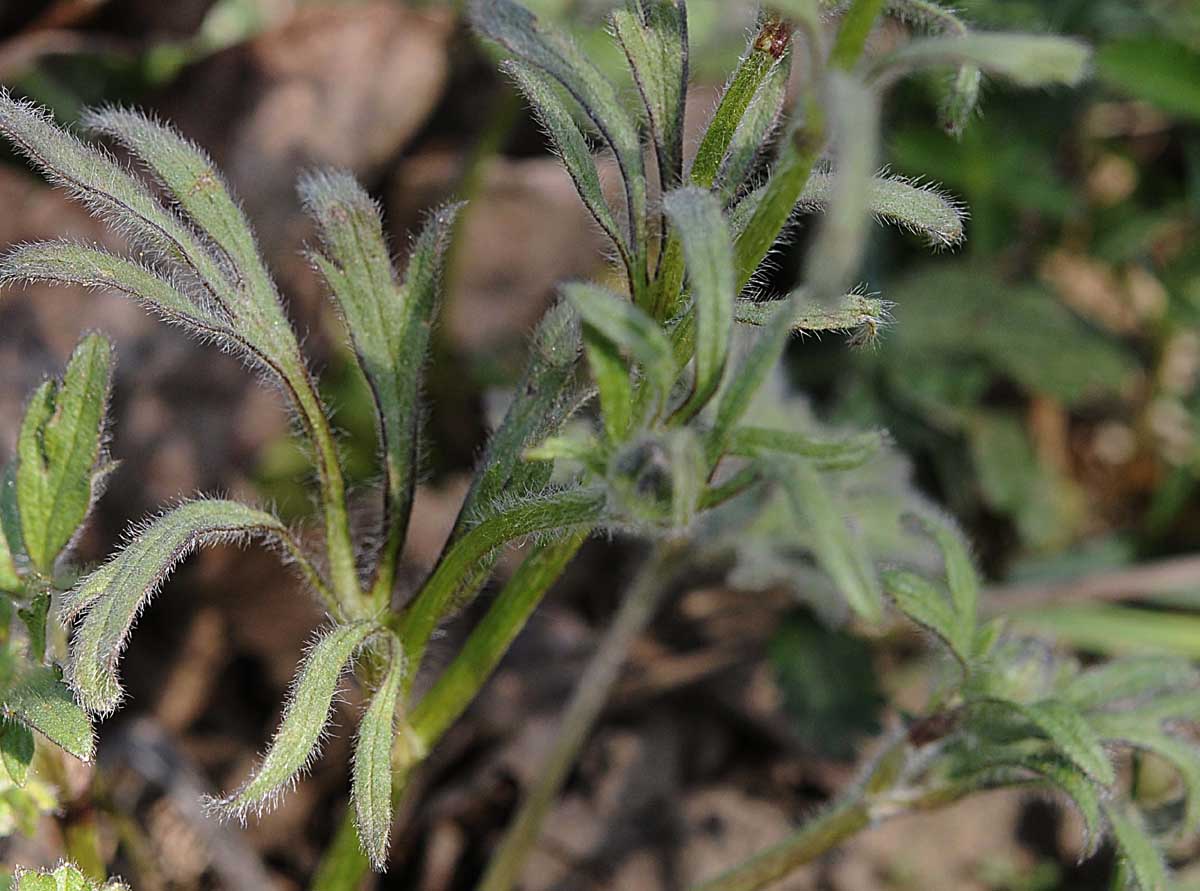 Ranunculus bulbosus / Ranuncolo bulboso