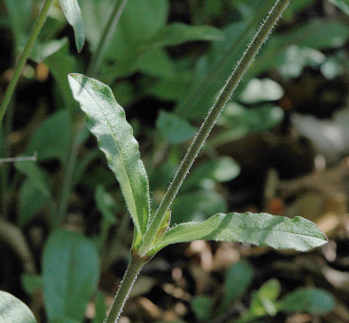 Silene nutans?