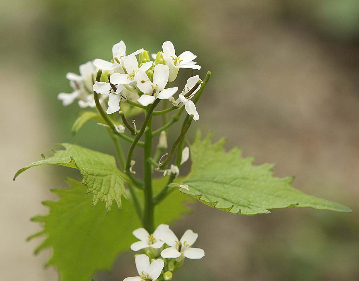 Alliaria petiolata (M. Bieb.) Cavara & Grande