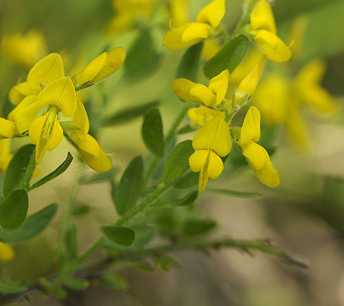 Genista germanica / Ginestra spinosa