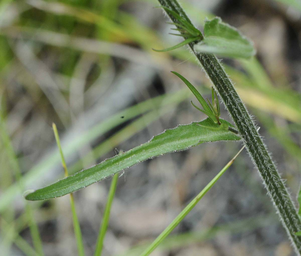 Campanula rapunculus