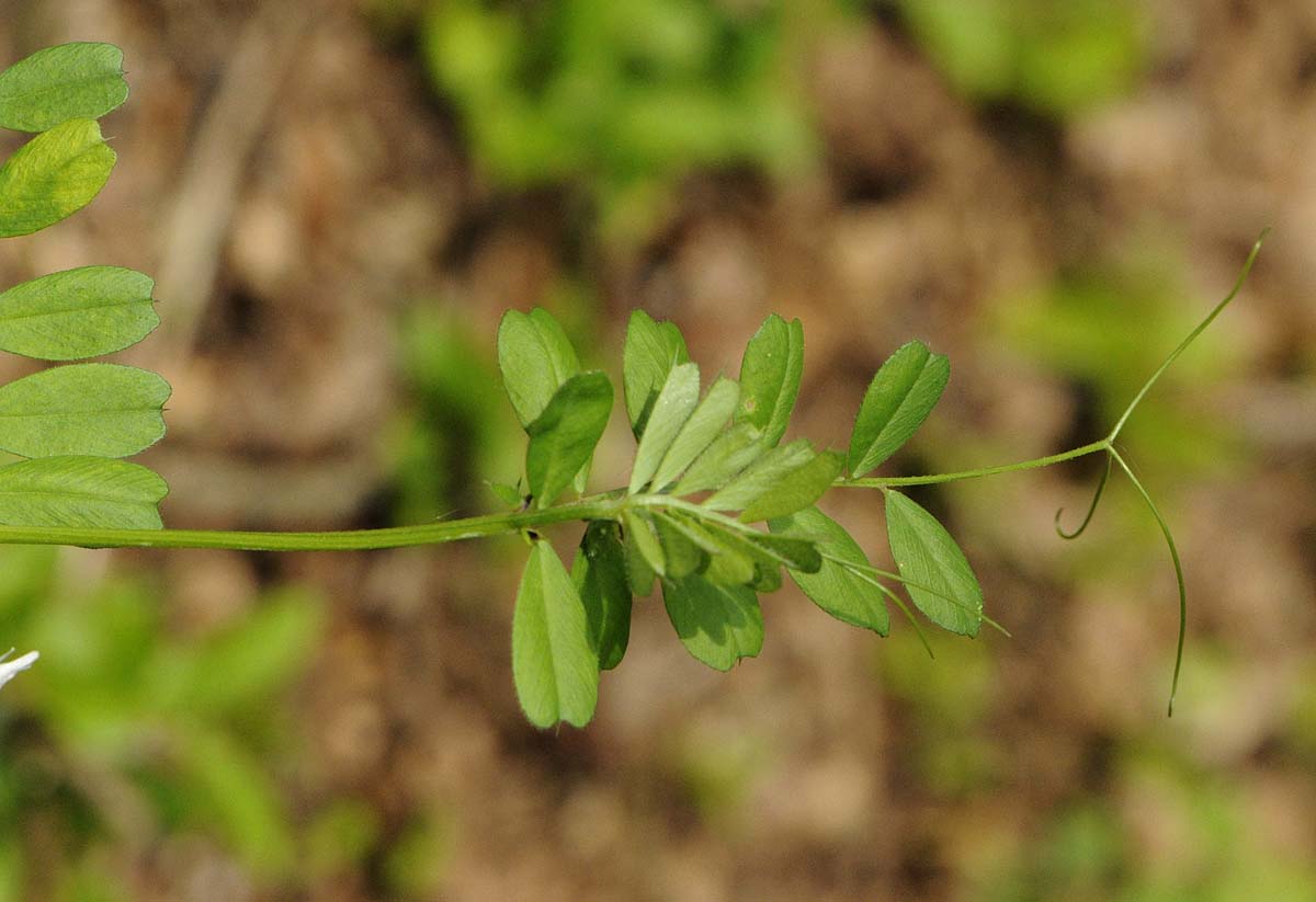 Vicia sativa subsp nigra