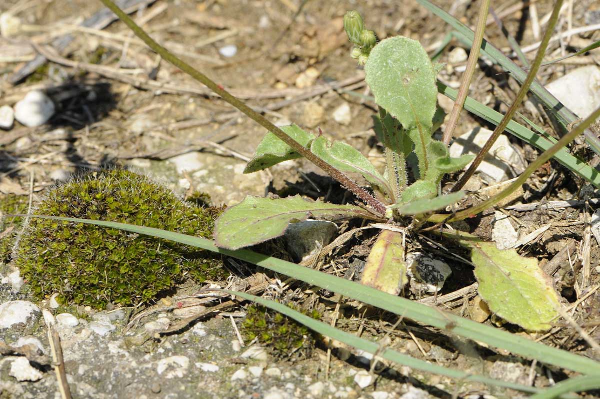 Crepis sancta