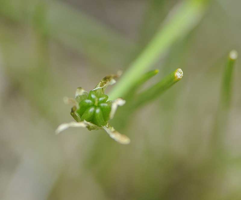 Ornithogalum divergens / Latte di gallina divergente