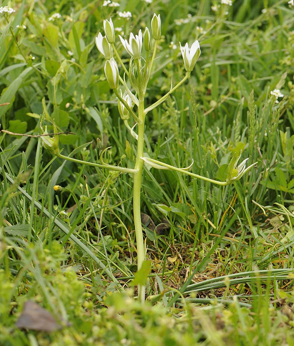 Ornithogalum divergens / Latte di gallina divergente