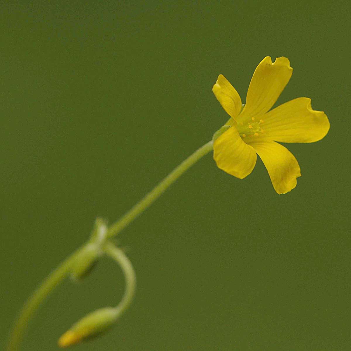 Oxalis dillenii / Acetosella di Dillenius