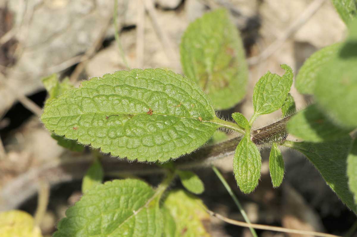 Stachys recta s.l.