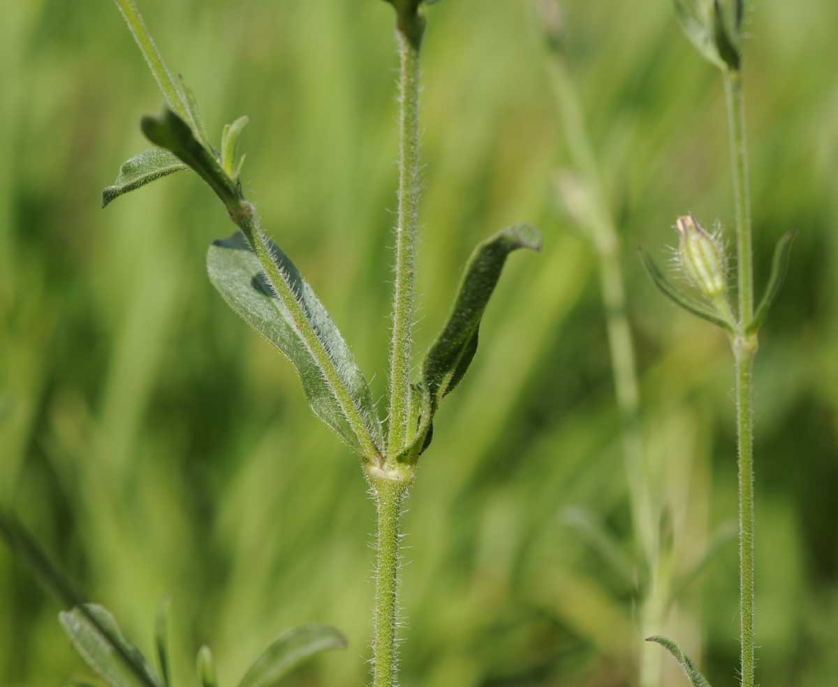 Silene gallica