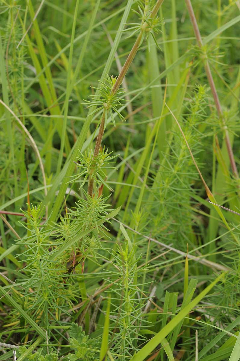 Galium verum?