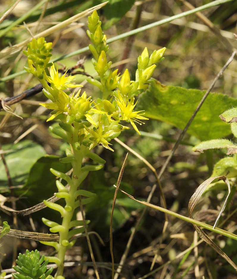 Sedum sexangulare / Borracina insipida