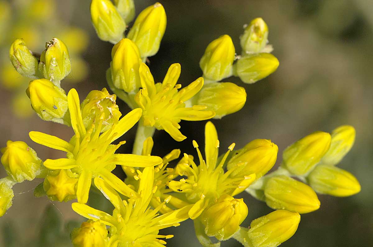 Petrosedum montanum (=Sedum motanum) / Borracina montana