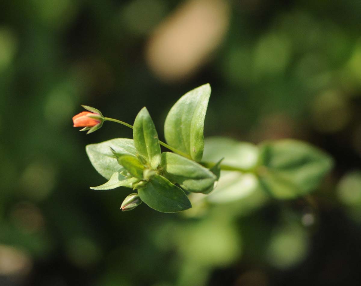 Lysimachia (=Anagallis) arvensis