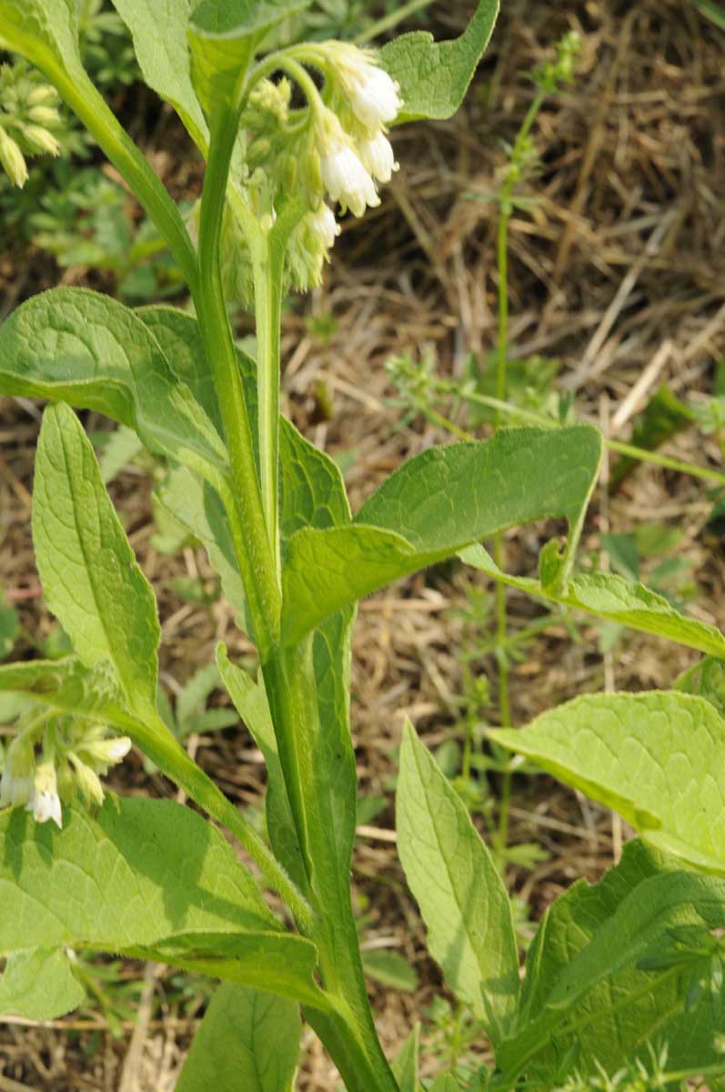 Symphytum officinale / Consolida maggiore