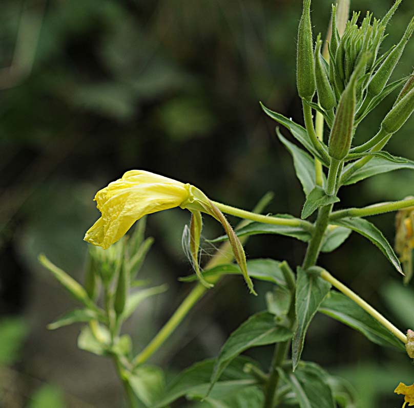 Oenothera glazioviana / Enagra di Lamark