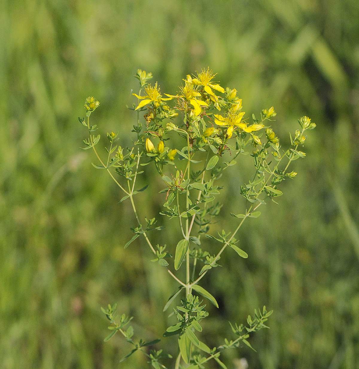 Hypercum perforatum subsp. perforatum  o  angustifolium?