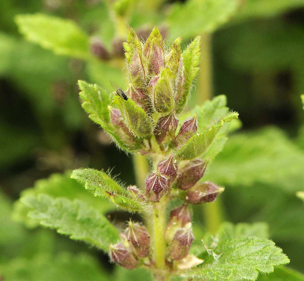 Teucrium chamaedris