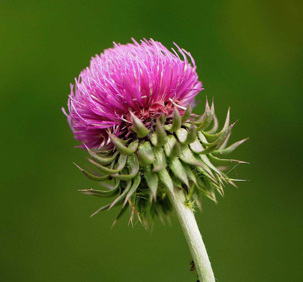 Carduus nutans subsp. leiophyllus (=macrolepis) / Cardo rosso con squame grandi